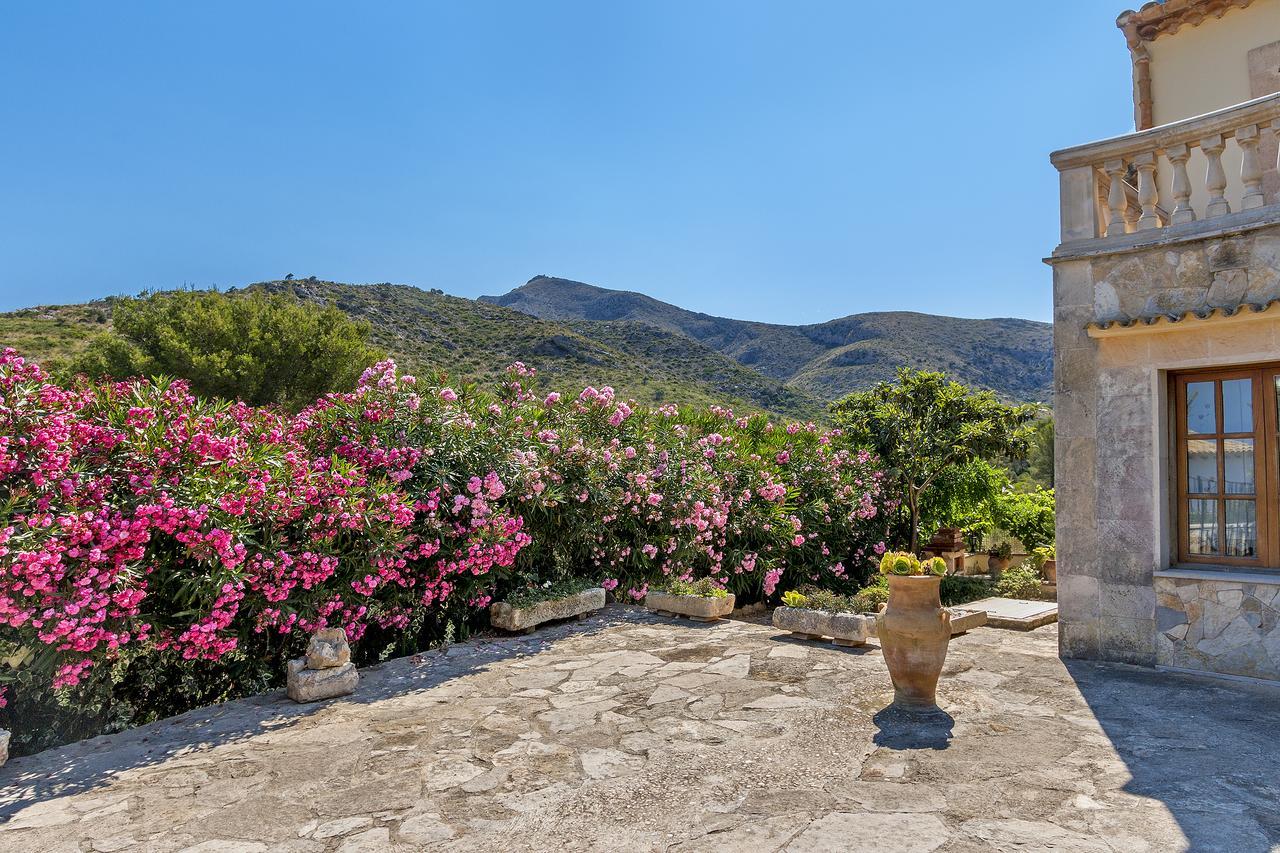 Malva Alcudia (Mallorca)